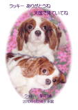 ラッキーちゃんのメモリアル写真　ペット葬儀日：２０１０年６月１４日　千葉県よりご依頼